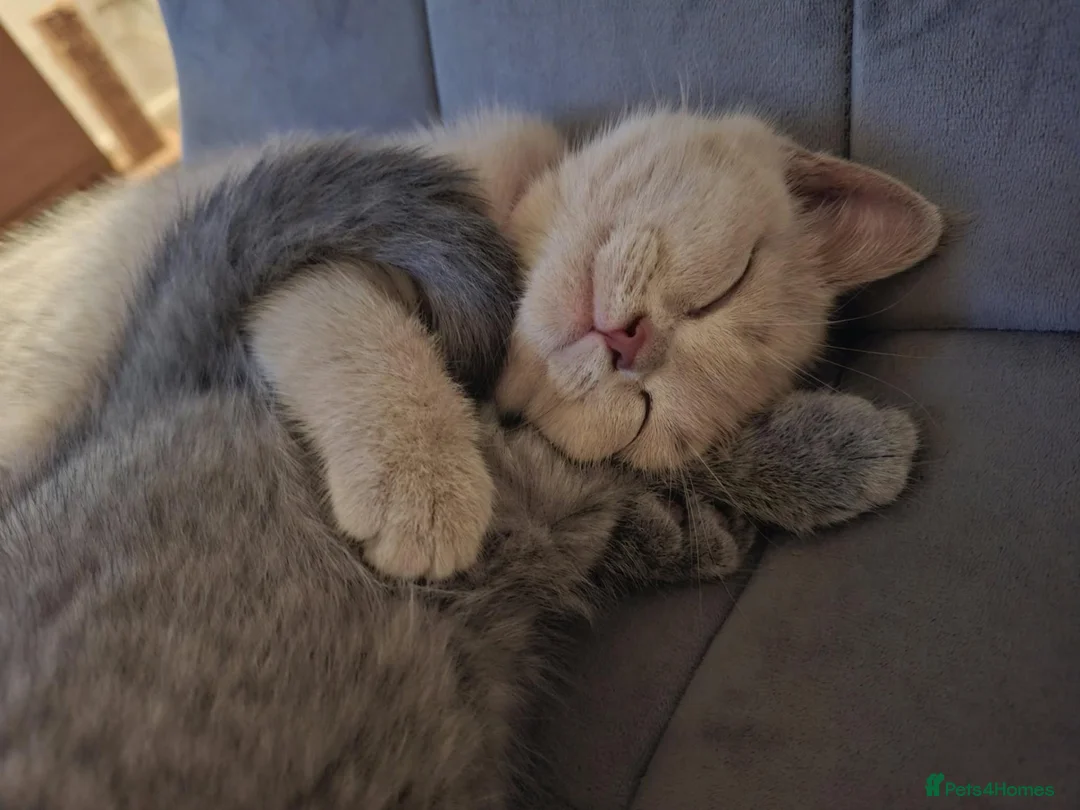 British Shorthair cats for sale: British Shorthair Kittens Looking for Loving Homes - Advert 1