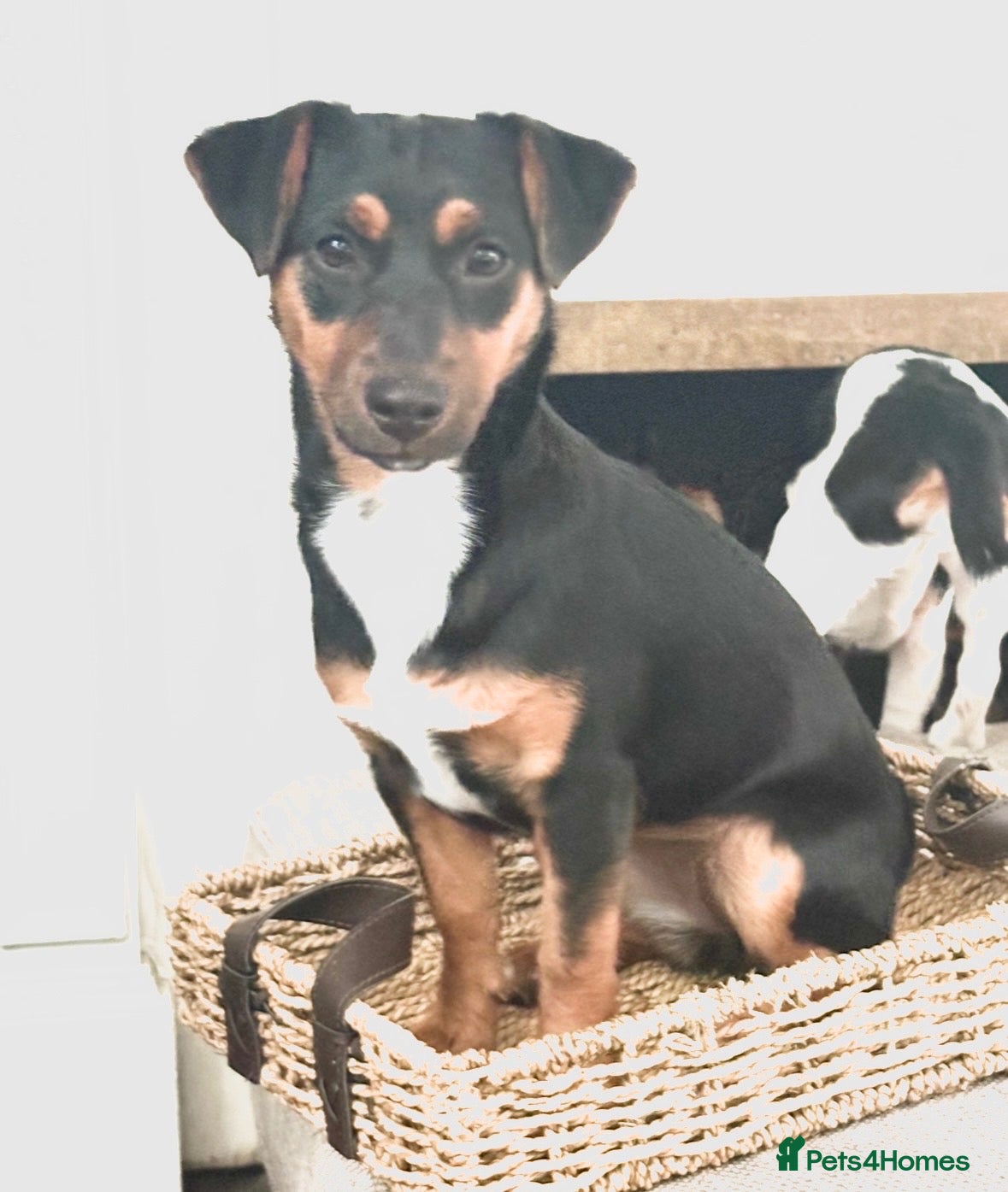 Jack Russell dogs for sale: Jack Russell Girl  - Advert 10