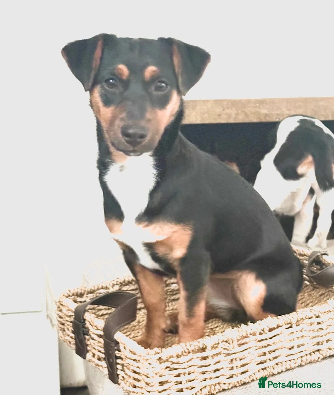 Jack Russell dogs for sale: Jack Russell Girl  in Egham - Advert 1
