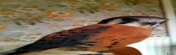 Mixed Breed birds for sale: American kestrel  - Advert 1