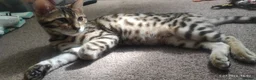 Bengal cats for sale: Stunning Bengal kittens for sale in Rugby - Advert 7