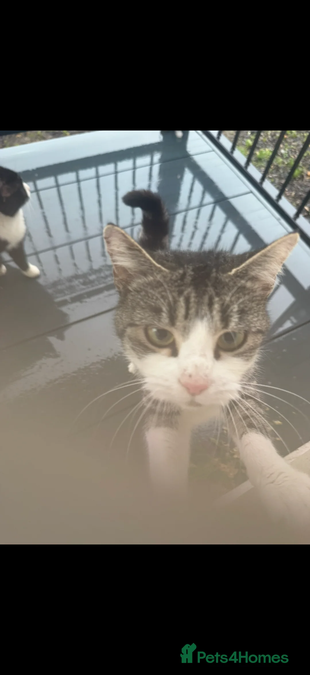 British Shorthair cats for sale: Magical kitty - Advert 11