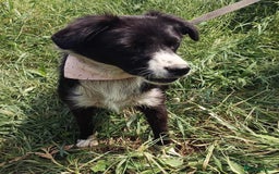 Mixed Breed dogs for adoption: Terrific Trixie - Image 4