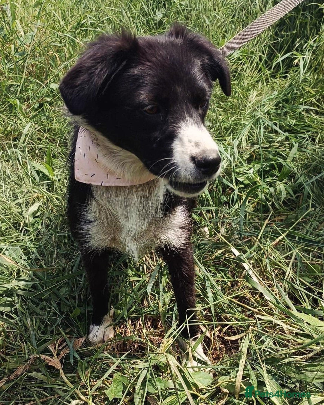 Mixed Breed dogs for adoption: Terrific Trixie - Image 4