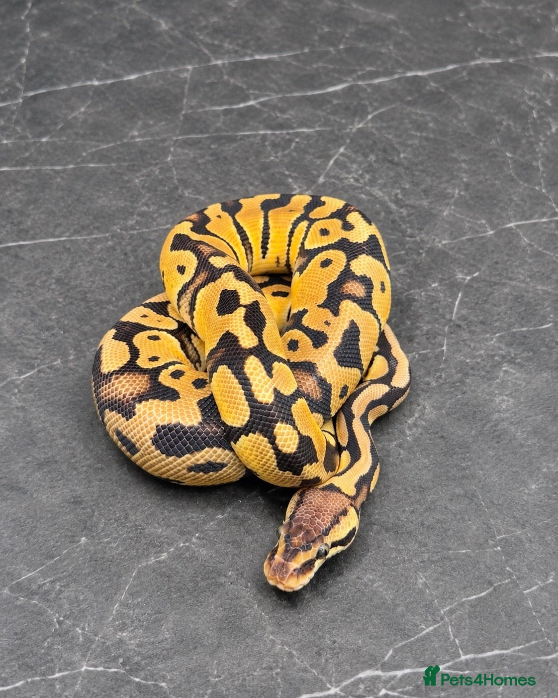 Python Snake reptiles for sale: Baby / Juvenile Ball Pythons  - Advert 2