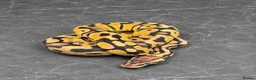Python Snake reptiles for sale: Baby / Juvenile Ball Pythons  - Advert 4