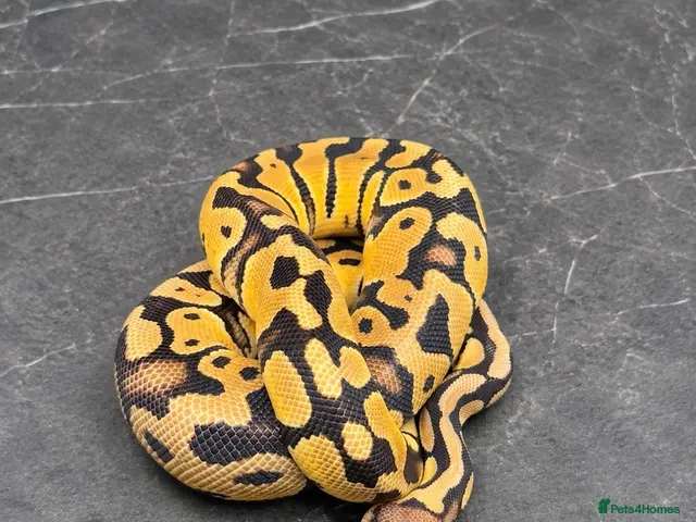 Python Snake reptiles for sale: Baby / Juvenile Ball Pythons - Advert 2