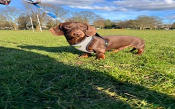 Miniature Dachshund dogs for stud: Miniature chocolate and tan(3.8kg)long carrier in Bridge of Weir - Image 2