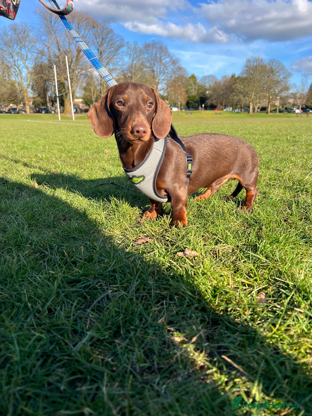 Miniature Dachshund dogs for stud: Miniature chocolate and tan(3.8kg)long carrier in Bridge of Weir - Image 2