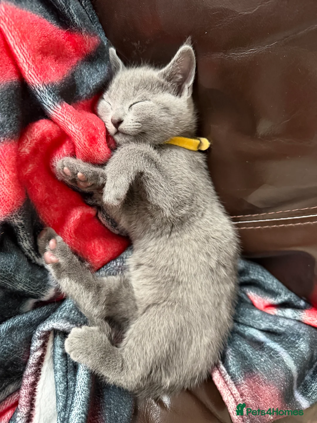 Russian Blue cats for sale: Russian blue TICA registered kittens  - Advert 26