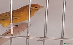 Canaries birds for sale: Four pairs of agate split satinete  - Image 2