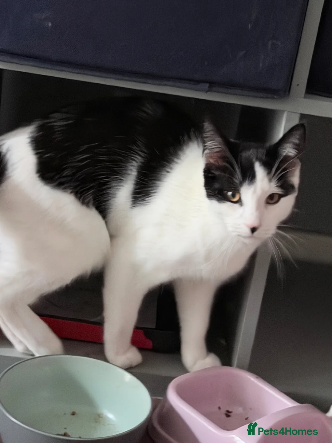 Mixed Breed cats for sale: Male cat  - Advert 2