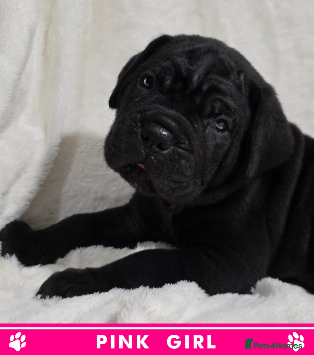 Cane Corso dogs for sale: ⭐️Cane Corso Pups⭐️Pure Championship Genes🏆 - Advert 14