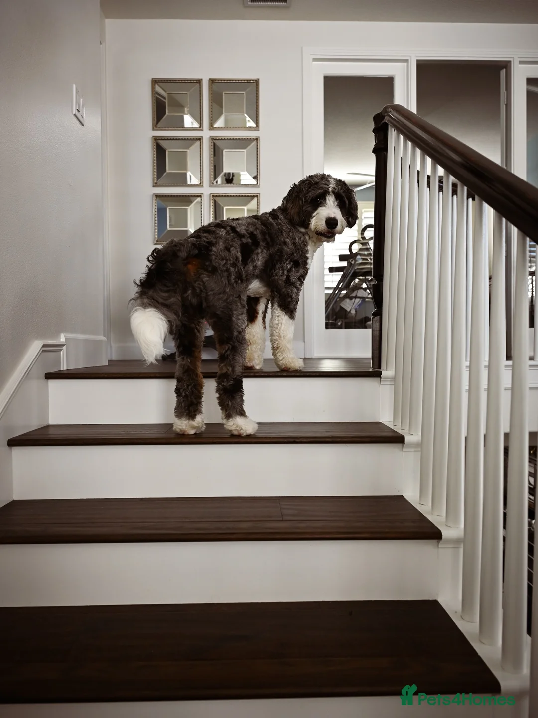 Bernedoodle dogs for sale: Cute Bernedoodle Male for Rehome - Advert 2