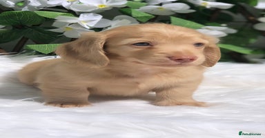 Miniature Dachshund dogs - Advert 7