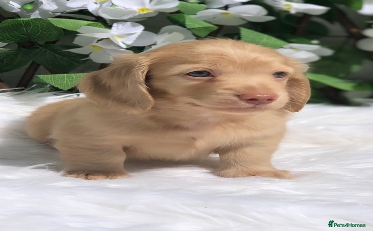 Miniature Dachshund dogs - Advert 4