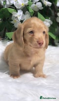 Miniature Dachshund dogs - Advert 3