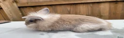 Mixed Breed rabbits for sale: 5 bunnies - Advert 6