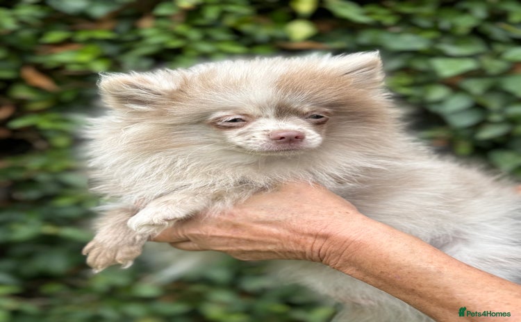 Pomeranian dogs in Ongar - Advert 3