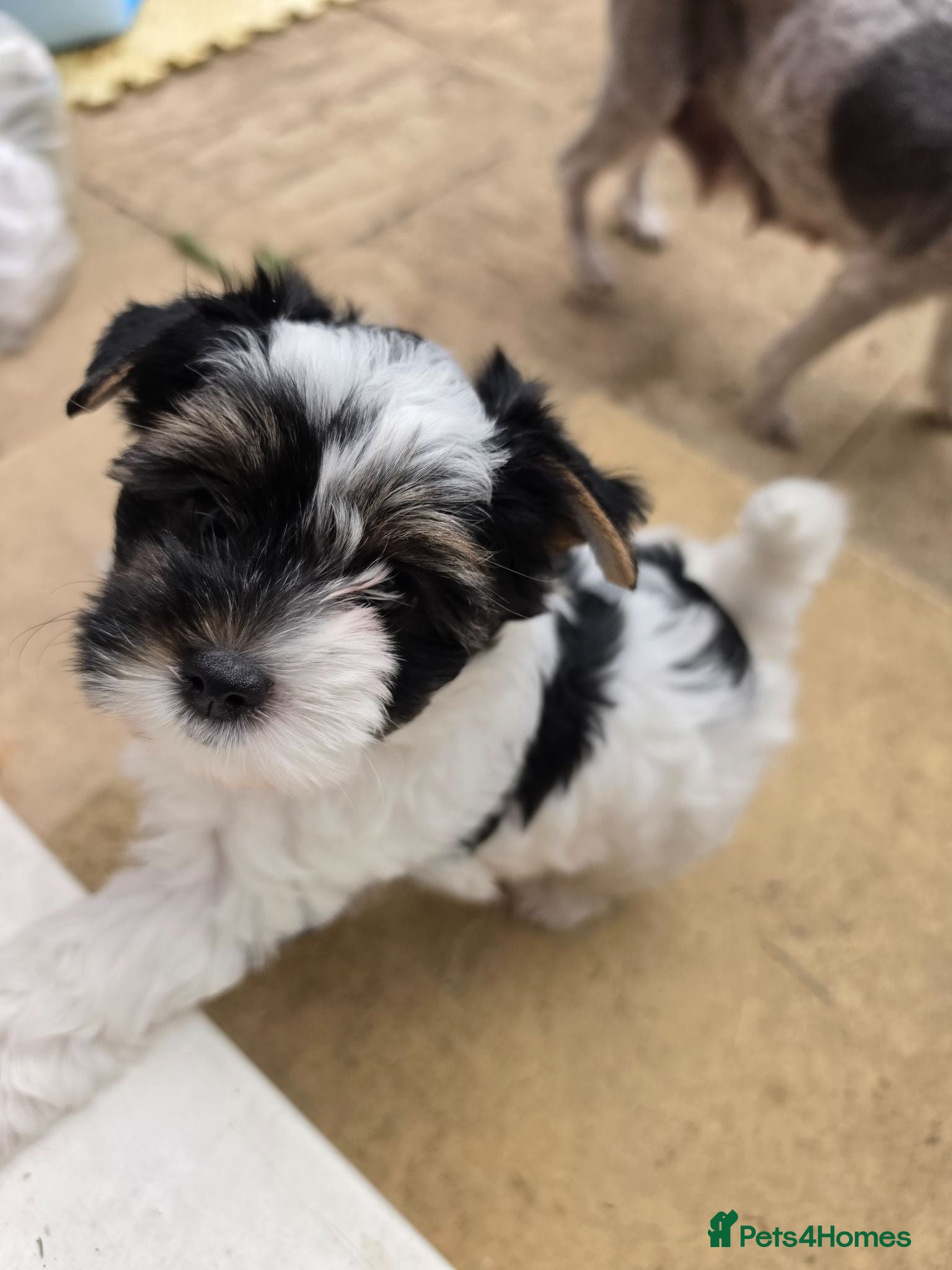 Biewer Terrier dogs Only 1 Girl Left Beautiful Biewer Terriers - Advert 10