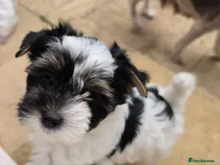 Biewer Terrier dogs Only 1 Girl Left Beautiful Biewer Terriers - Advert 1