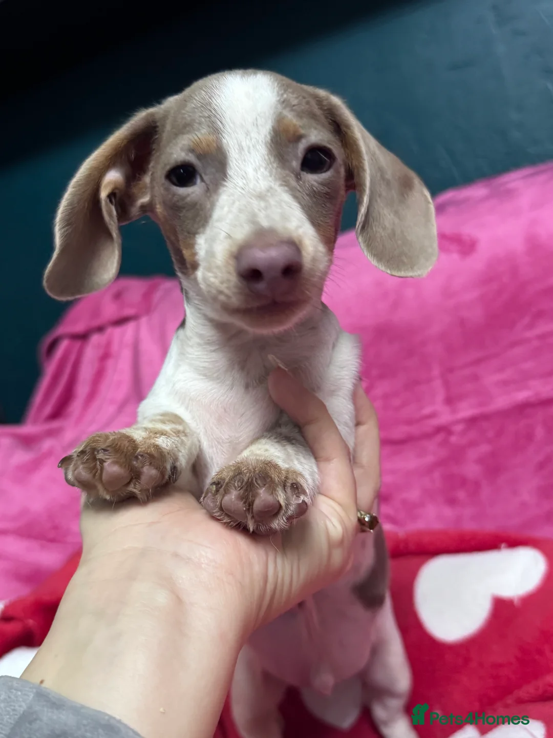 Miniature Dachshund dogs for sale: 4 cute piebald miniature dachshunds available  - Advert 17