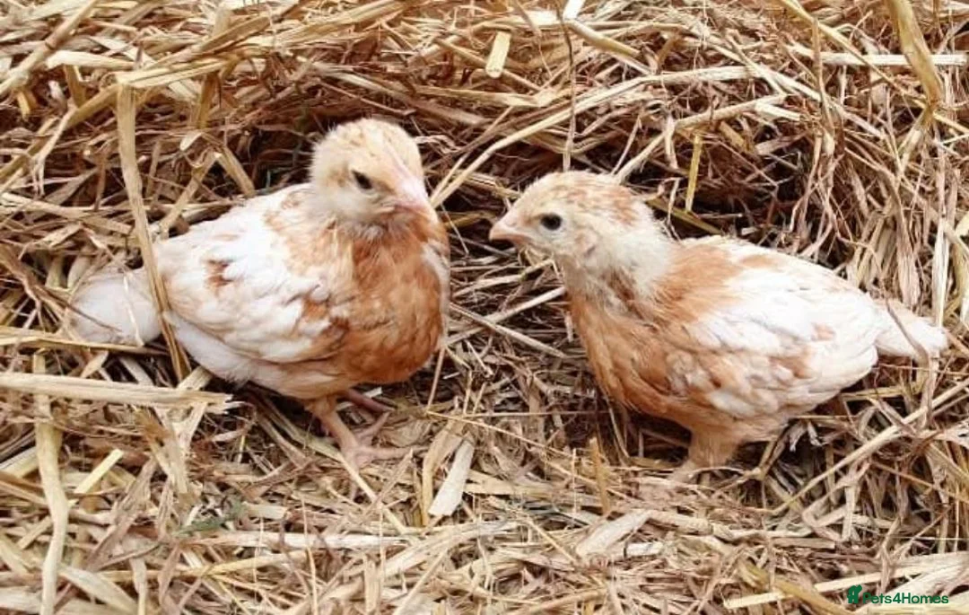 Chickens poultry for sale: Female chicks for sale - Advert 3