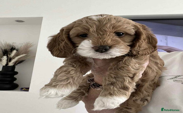 Cockapoo dogs - Advert 10