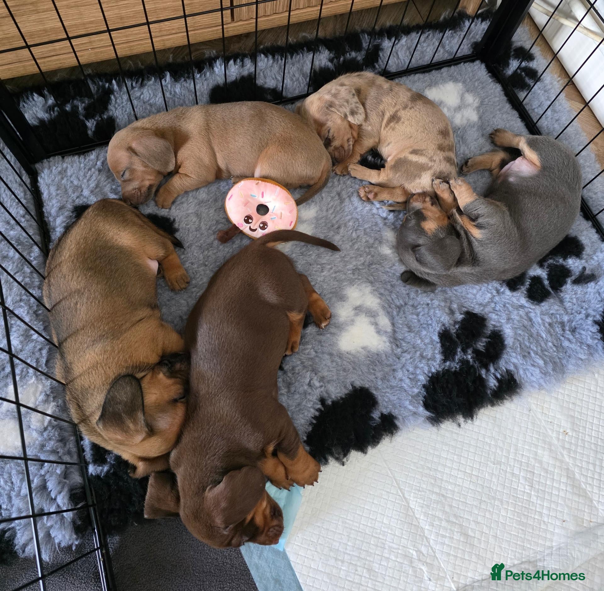 Miniature Dachshund dogs Miniature dachshunds  - Advert 17