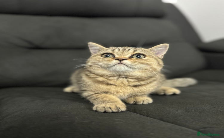 British Shorthair cats - Advert 2