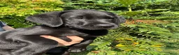 Labrador Retriever dogs for sale: Wonderful Labrador Pups  - Advert 4