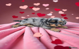Cavapoo dogs for sale: Top quality cavapoo - Image 4