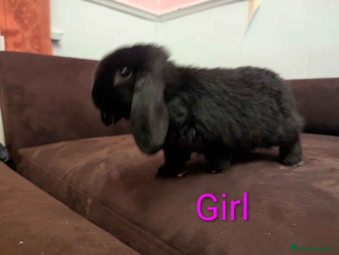 Mini Lop rabbits for sale: Mini Lop babies for sale £40 each - Advert 5