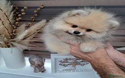 Pomeranian dogs for sale: Beautiful Pomeranian  - Image 8