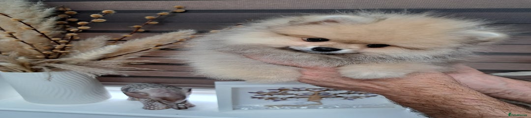 Pomeranian Puppy 3