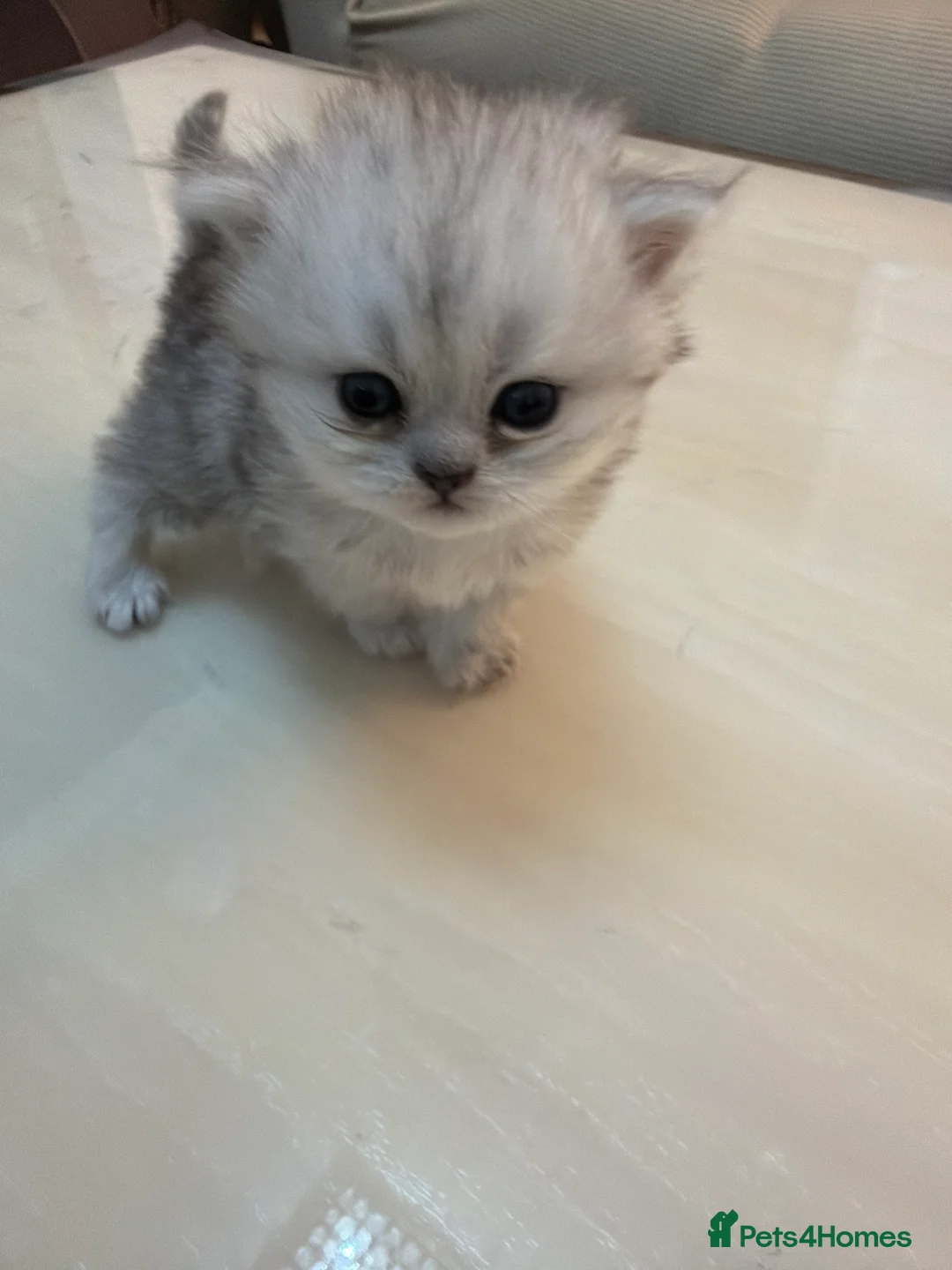 Persian cats for sale: 2 female 1 male chinchilla Persian kittens - Advert 6