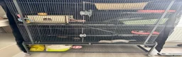 Ferret rodents for sale: Beautiful young kits with all equipment!!! in Huntingdon - Advert 6