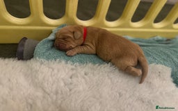 Labrador Retriever dogs for sale: Beautiful KC Fox Red Labrador puppies  - Advert 5