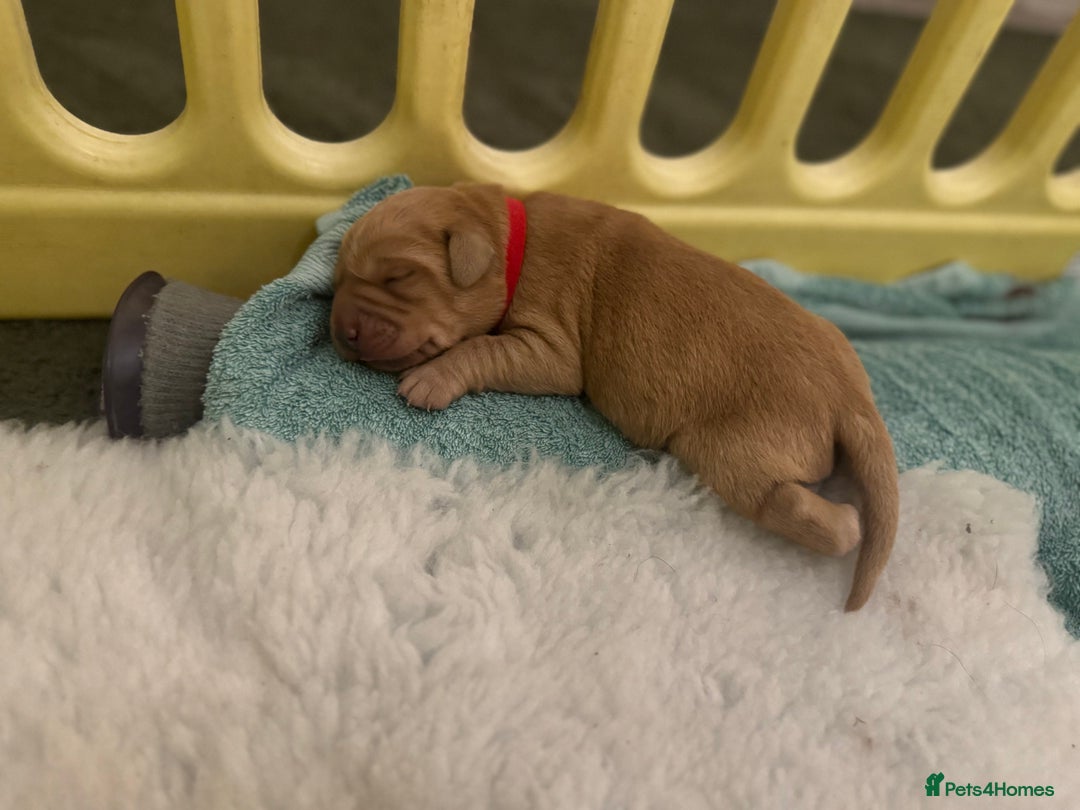 Labrador Retriever dogs for sale: Beautiful KC Fox Red Labrador puppies  - Advert 5