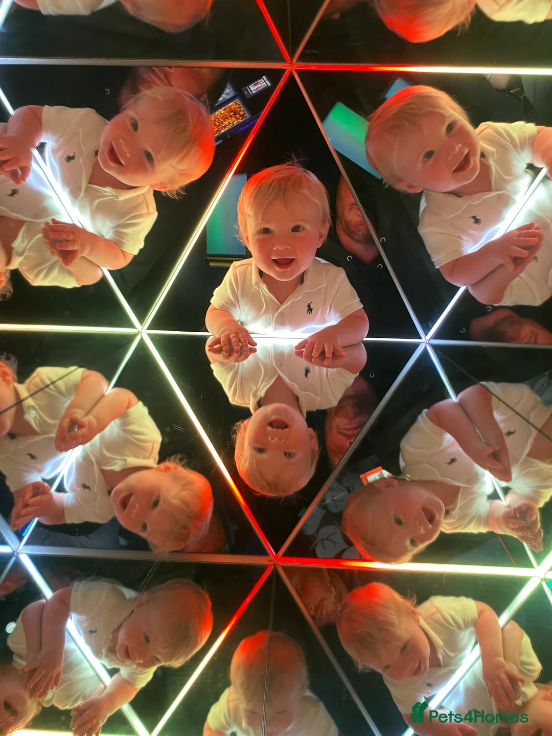 Labrador Retriever dogs for sale: Gorgeous KC registered Labrador puppies  - Advert 14