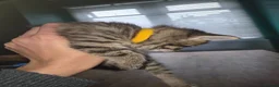 Mixed Breed cats for sale: Maine Coon Tabby kittens - Advert 7