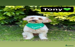 Cavapoo dogs for sale: Beautiful Cavapoo Puppies - Image 10