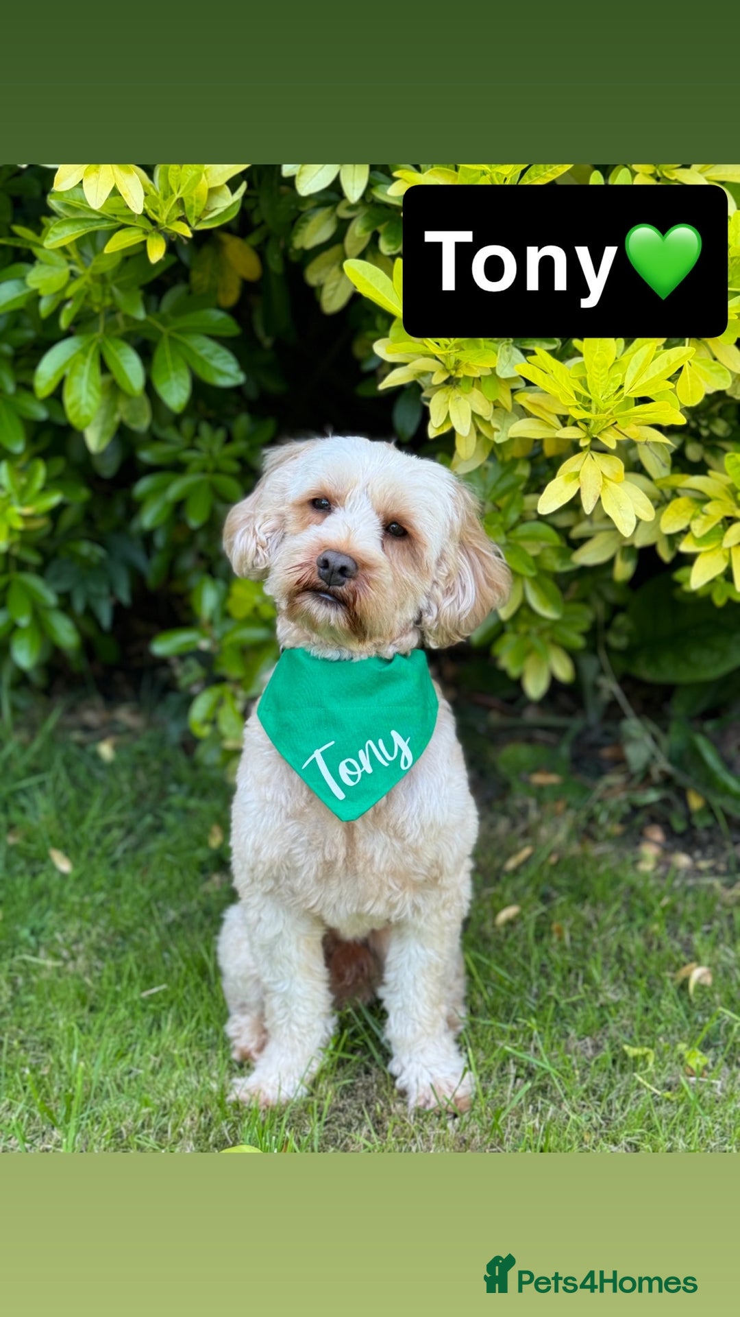 Cavapoo dogs for sale: Beautiful Cavapoo Puppies - Image 10