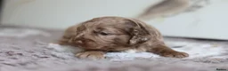 Cavapoo dogs for sale: F1 rare chocolate/choc Merle Cavapoo pups - Advert 40