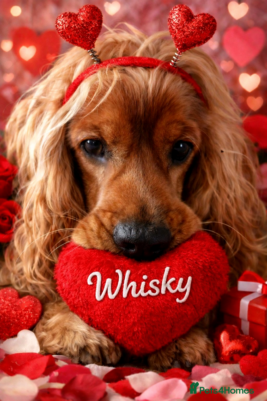 Cocker Spaniel dogs Handsome Cocker Spaniel-Whisky-Available for Stud - Advert 7