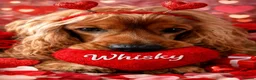 Cocker Spaniel dogs for stud: Handsome Cocker Spaniel-Whisky-Available for Stud in Kirkcaldy - Advert 1