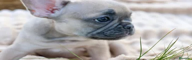 French Bulldog Puppy 6