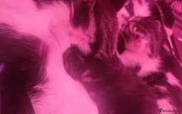 Persian cats for sale: 4 beautiful kittens ready4new home! 🏡 😍 ❤️  - Image 5