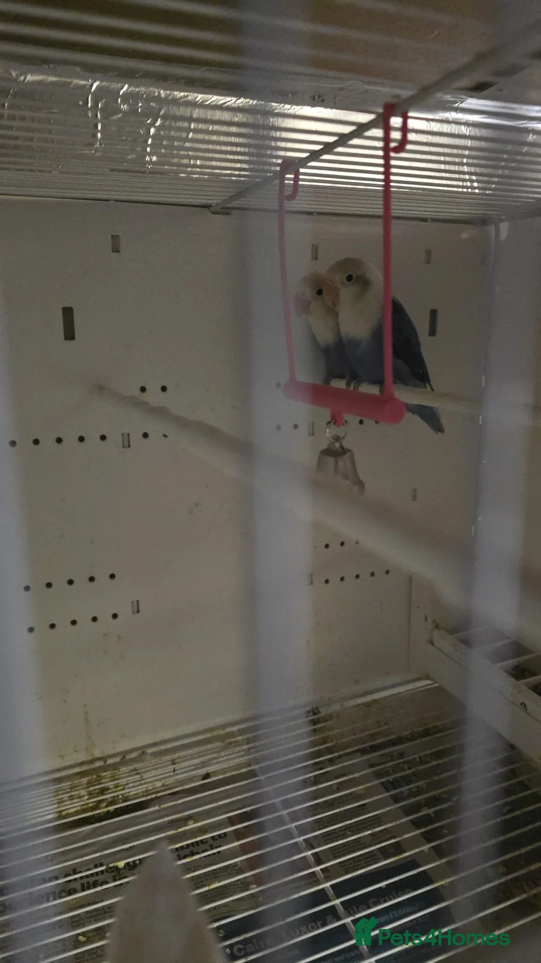 Lovebirds birds for sale: Blue Lovebirds - Advert 5