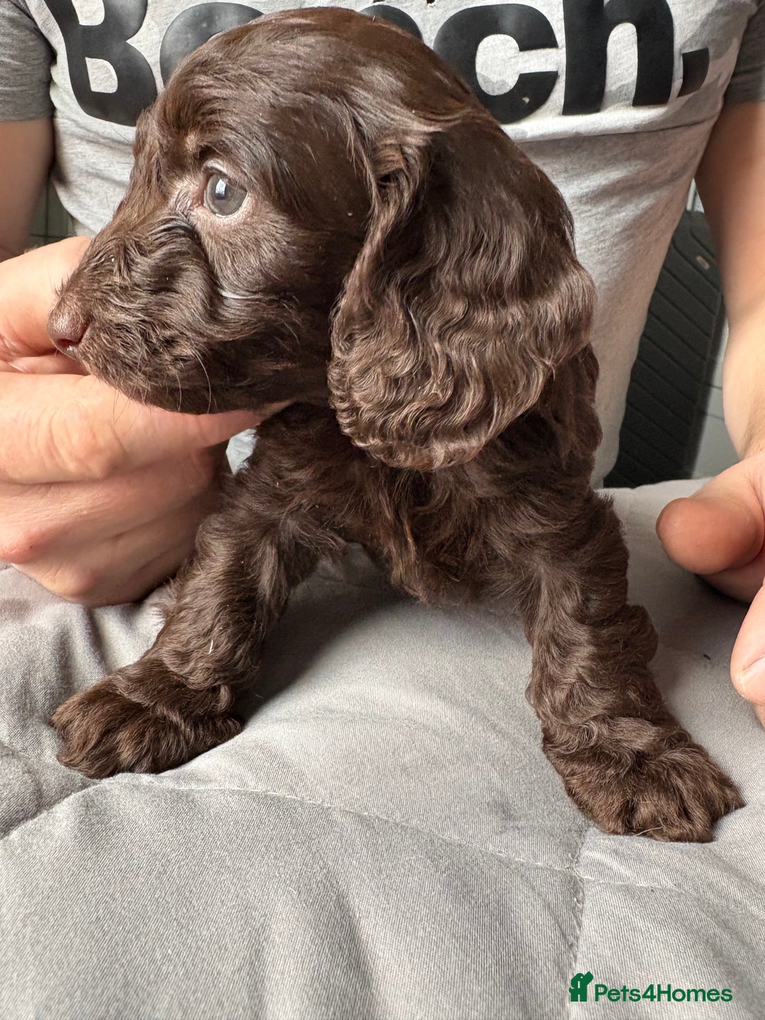 Mixed Breed dogs for sale: Dachshund x King Charles spaniel puppies for sale  - Advert 2